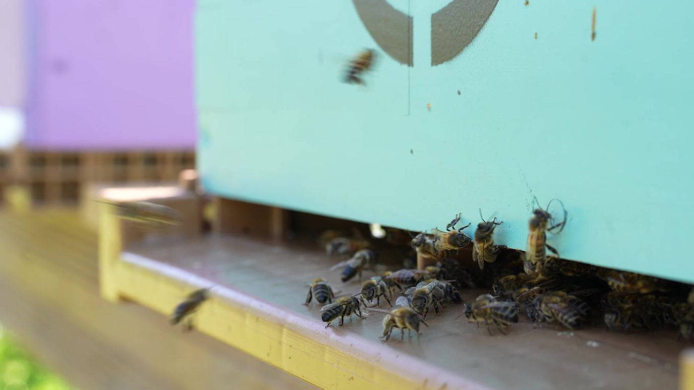 Gros plan sur les abeilles à l'entrée de la ruche